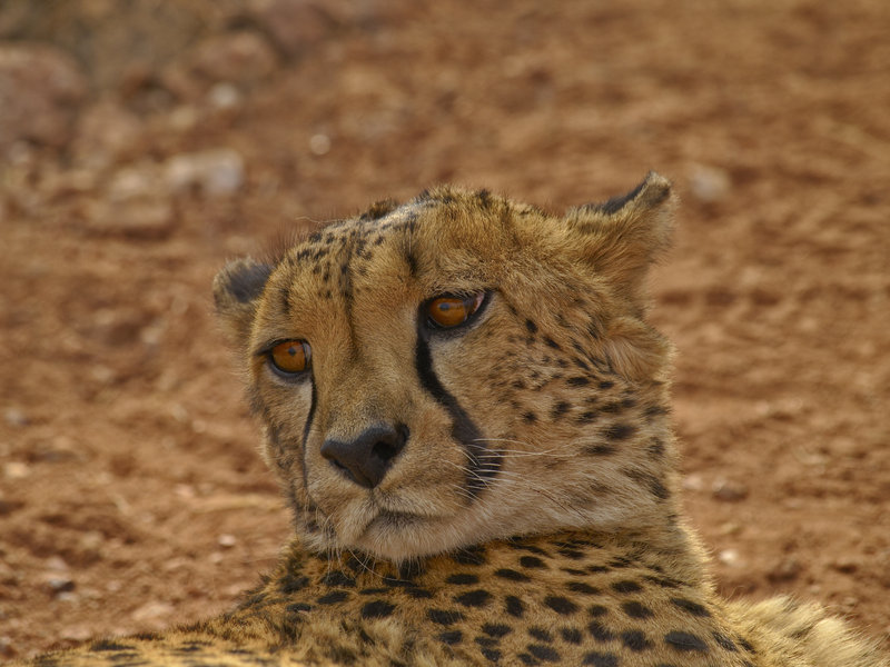 Cheetah, Hammerstein Lodge